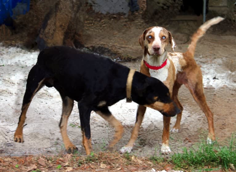 Roux, a Catahoula Leopard Dog tested with EmbarkVet.com