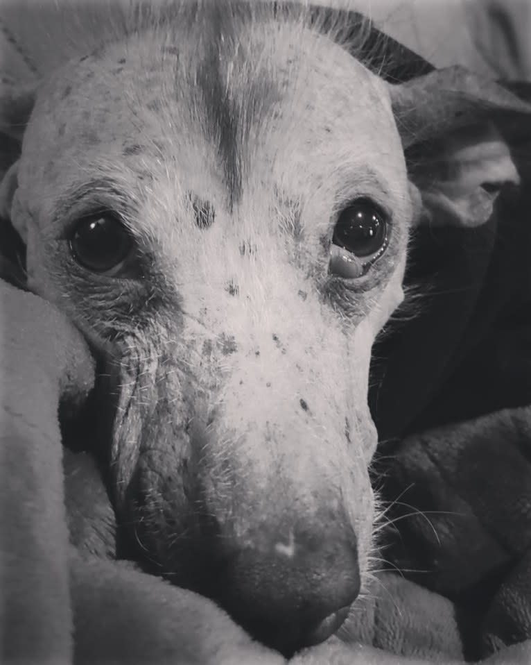 Little Stinky Baby, a Xoloitzcuintli and Cocker Spaniel mix tested with EmbarkVet.com