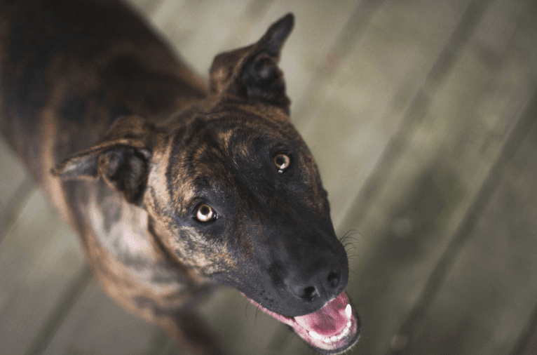 Mitten, an American Pit Bull Terrier and German Shepherd Dog mix tested with EmbarkVet.com