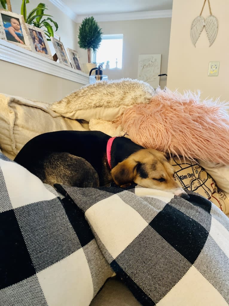 Star, a Beagle and Chihuahua mix tested with EmbarkVet.com