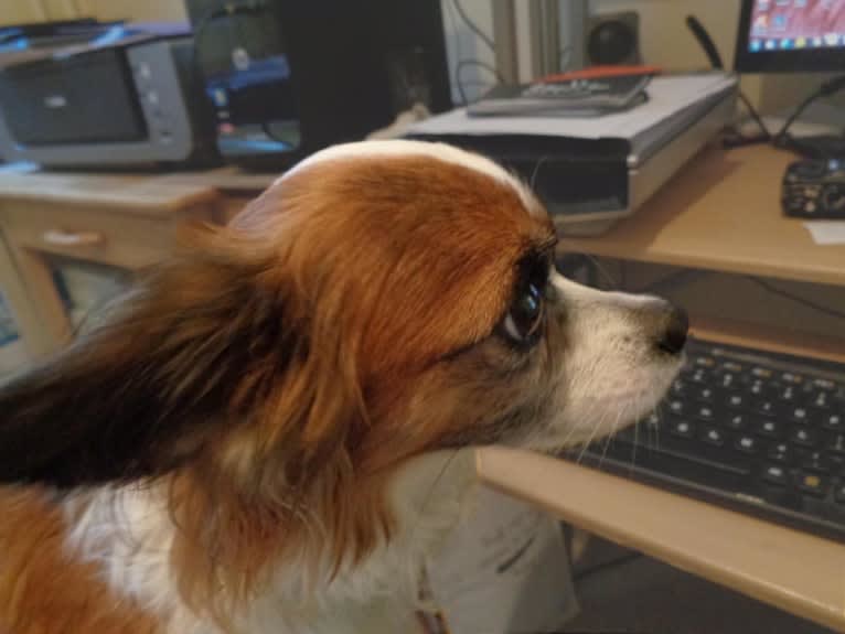 Yianni, a Chihuahua tested with EmbarkVet.com