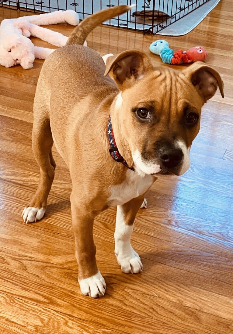 Chubs, an American Pit Bull Terrier and Boxer mix tested with EmbarkVet.com