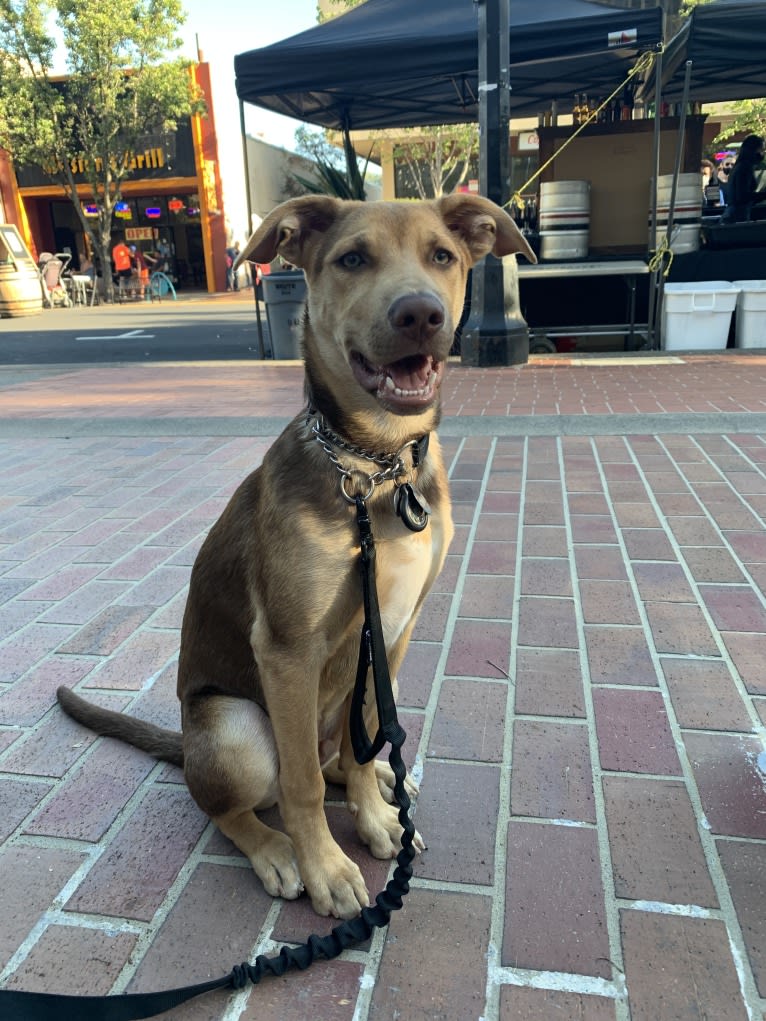 Conan, a German Shepherd Dog and American Pit Bull Terrier mix tested with EmbarkVet.com