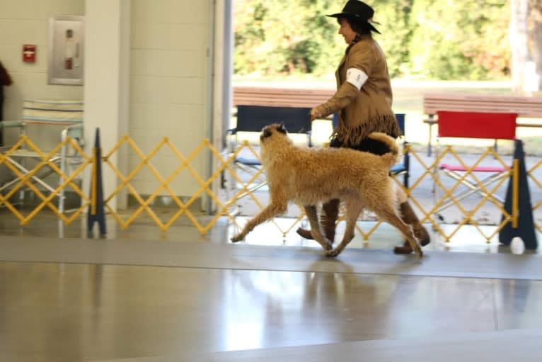 Mike, a Belgian Shepherd tested with EmbarkVet.com