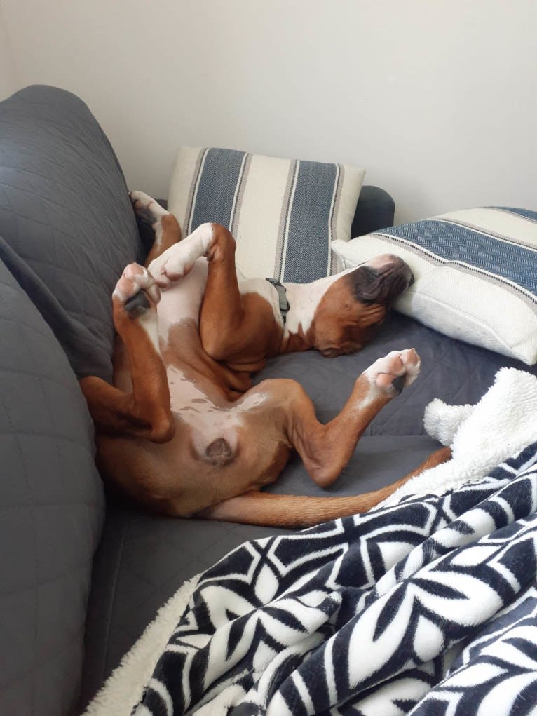Nayeli "Nellie" Inara, a Boxer (6.5% unresolved) tested with EmbarkVet.com