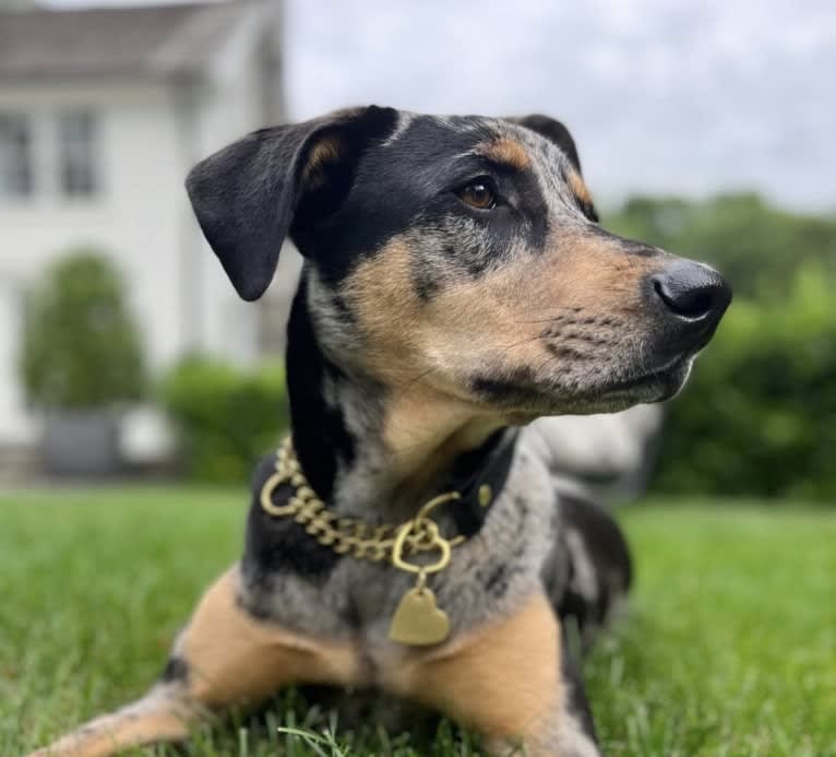 Zoey, a Labrador Retriever and German Shepherd Dog mix tested with EmbarkVet.com