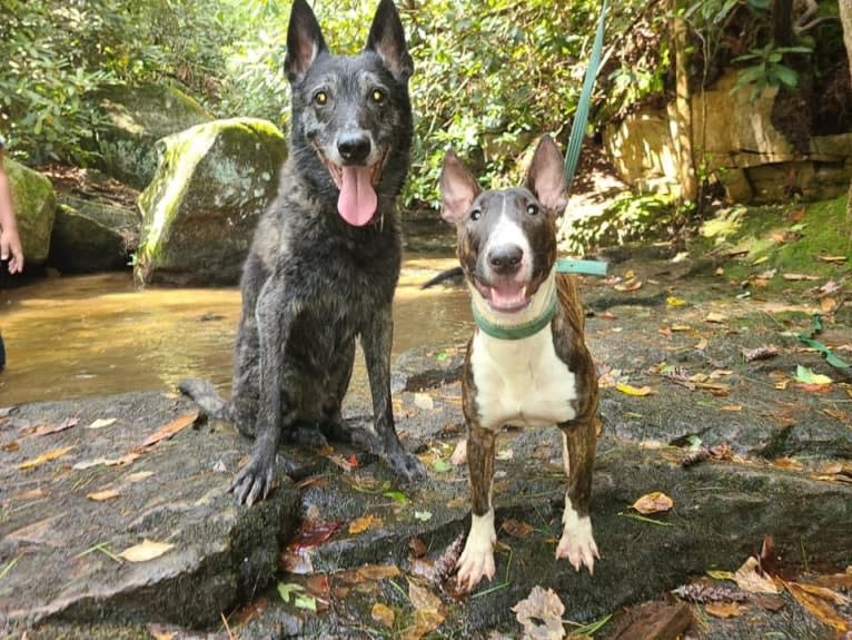 Dippy, a Bull Terrier tested with EmbarkVet.com