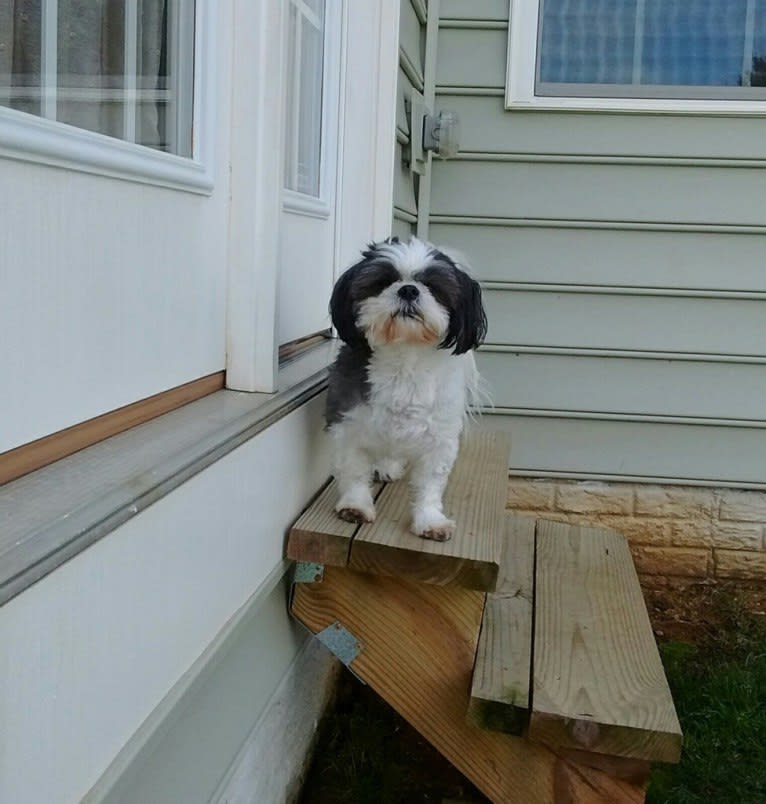 Harvey, a Shih Tzu tested with EmbarkVet.com