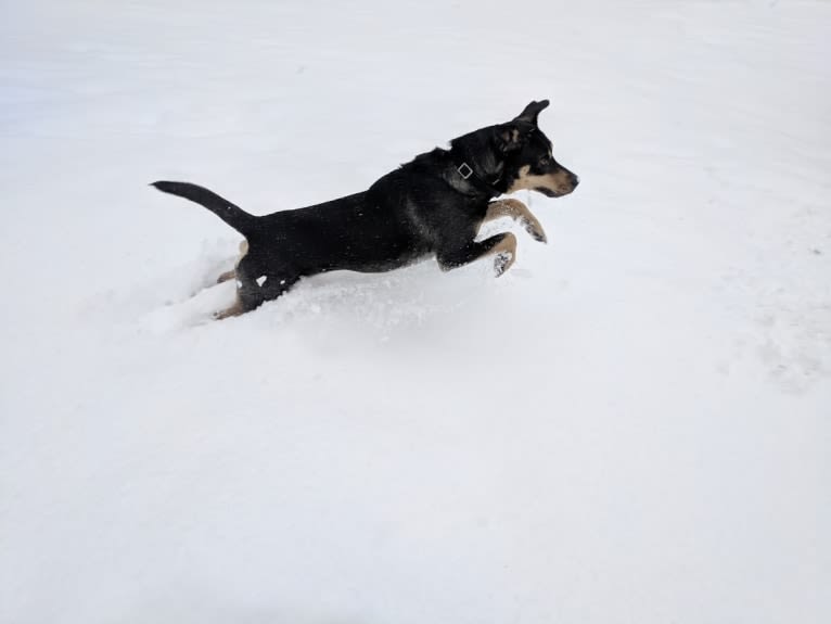 River, a Catahoula Leopard Dog and Labrador Retriever mix tested with EmbarkVet.com