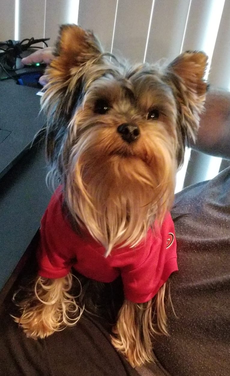 Deebo, a Yorkshire Terrier tested with EmbarkVet.com