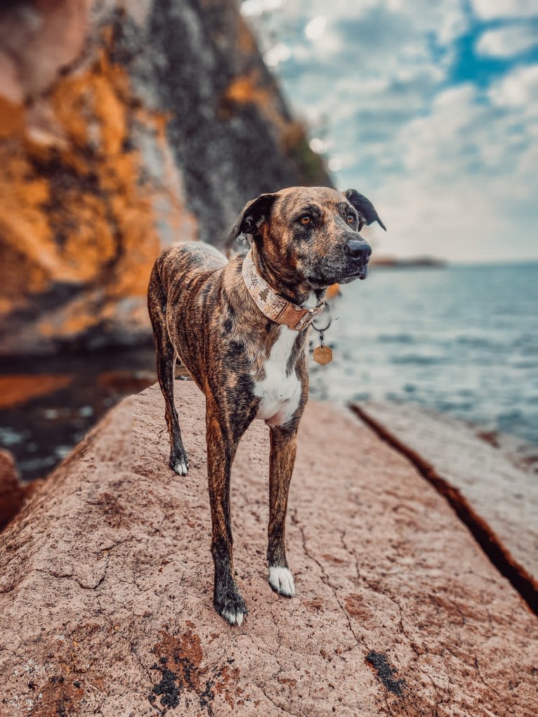 Wren, a Catahoula Leopard Dog and Rottweiler mix tested with EmbarkVet.com