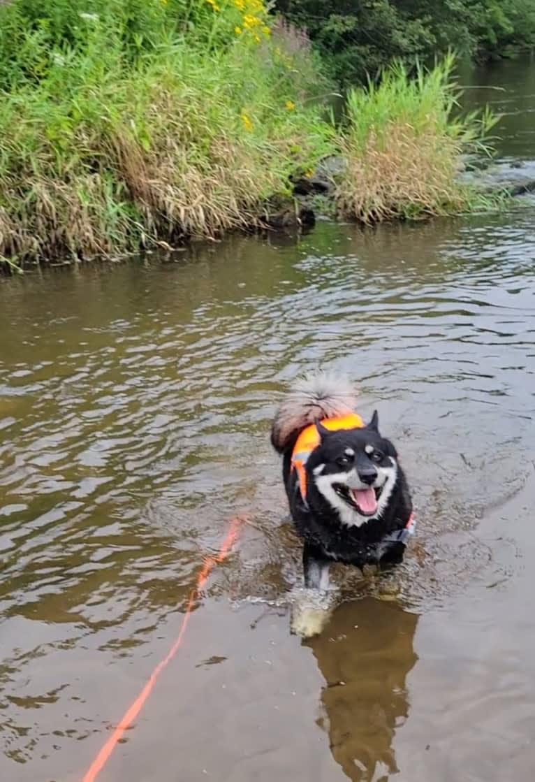 Machiavelli, a Pomsky tested with EmbarkVet.com