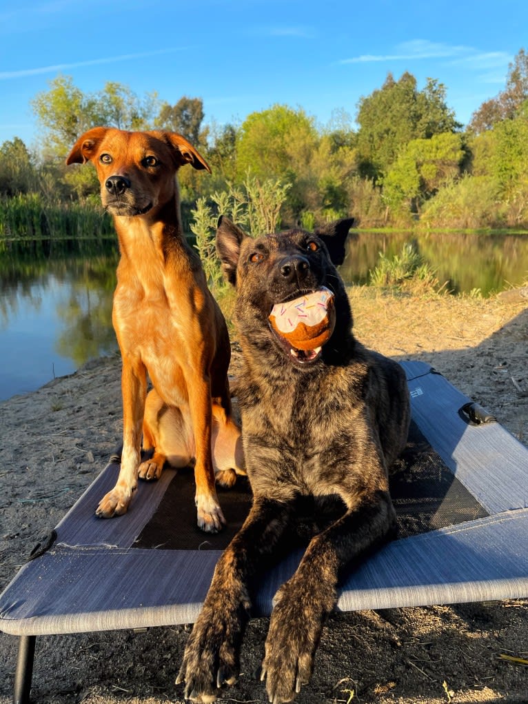 Jinx Van Patriot, a Dutch Shepherd and German Shepherd Dog mix tested with EmbarkVet.com