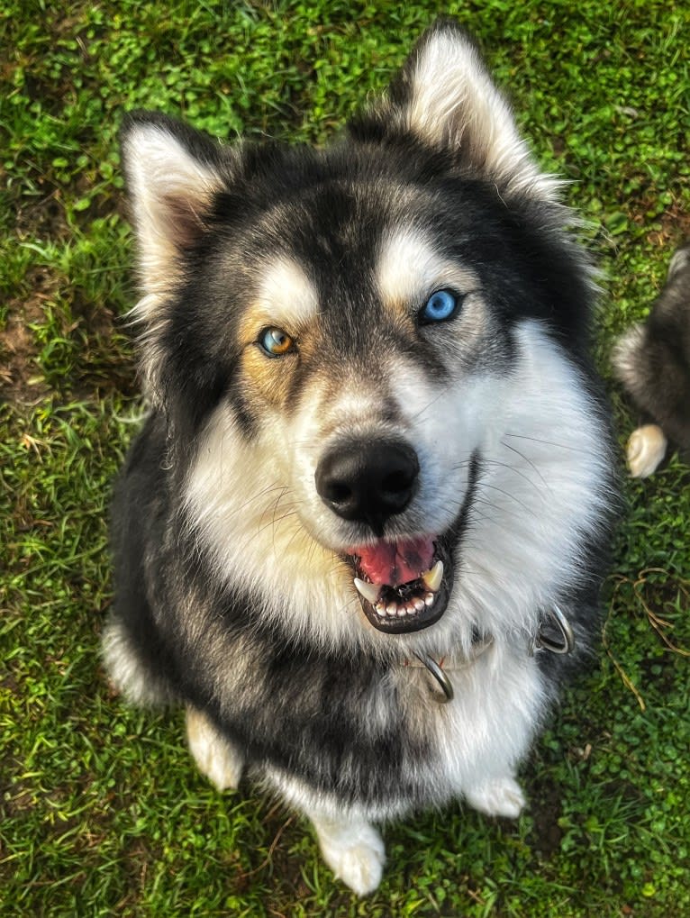 Cider, a Siberian Husky tested with EmbarkVet.com