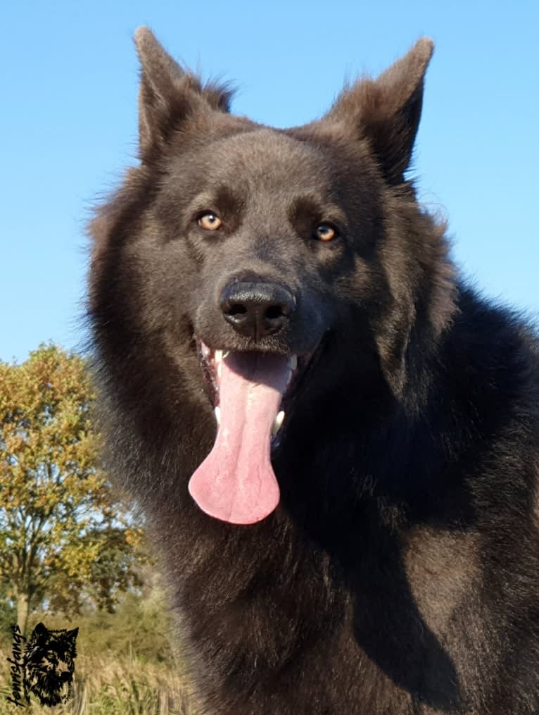 VERGIL, a German Shepherd Dog tested with EmbarkVet.com