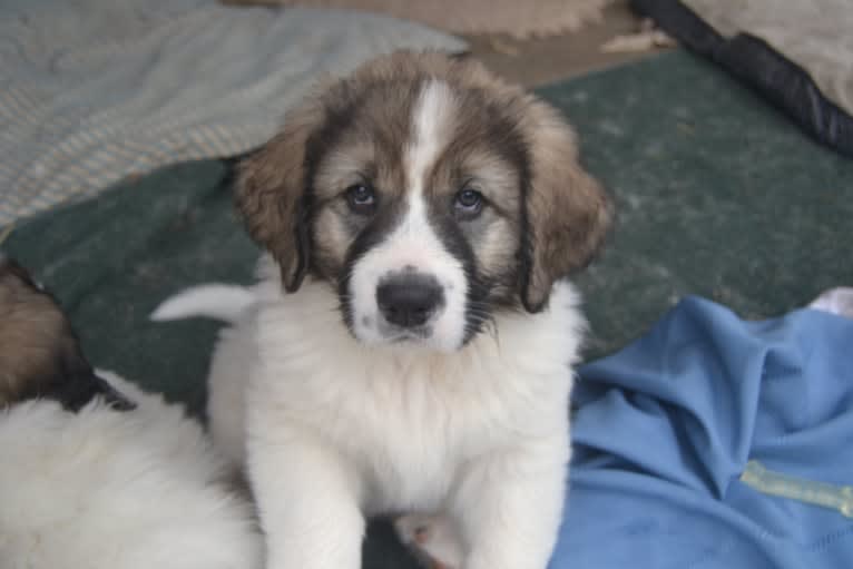 Rosie, a Pyrenean Mastiff tested with EmbarkVet.com