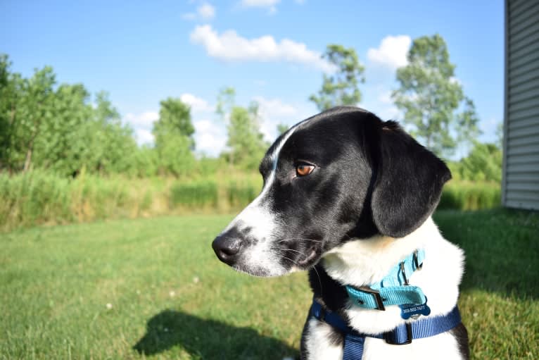 Kuiper, an American Foxhound and Siberian Husky mix tested with EmbarkVet.com