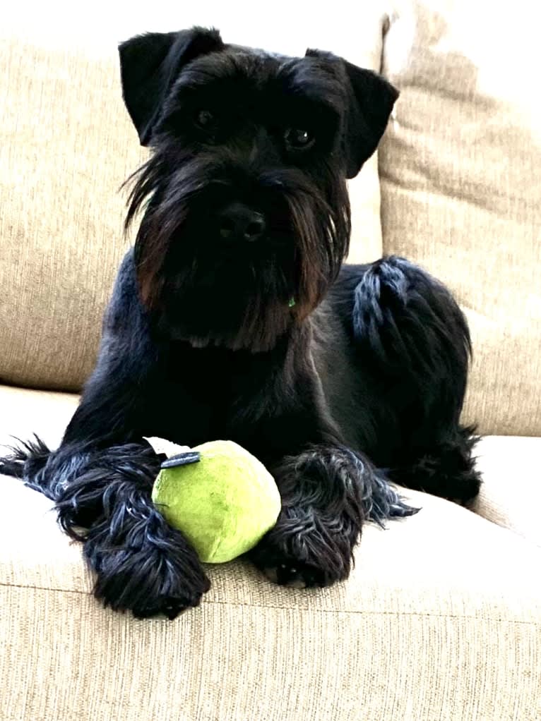 Cricket, a Standard Schnauzer tested with EmbarkVet.com