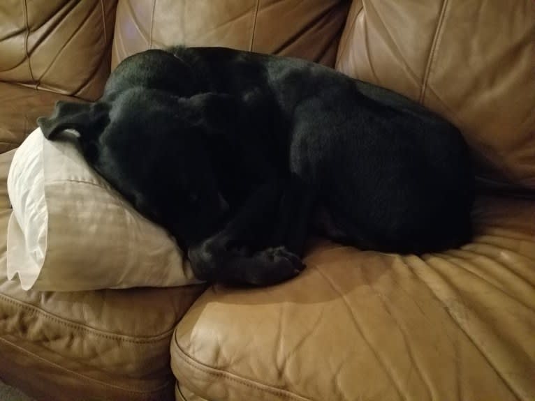 Buddy, a Rottweiler and Labrador Retriever mix tested with EmbarkVet.com