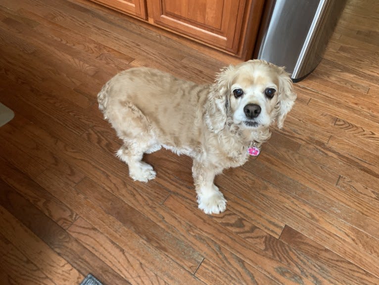 Daisy, a Cocker Spaniel tested with EmbarkVet.com