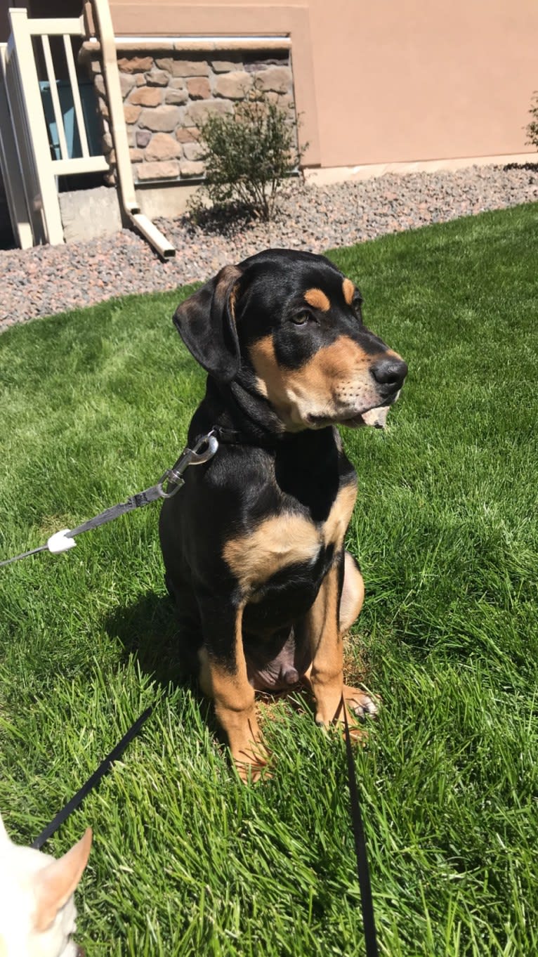 Rocky, an Australian Shepherd and American Bully mix tested with EmbarkVet.com