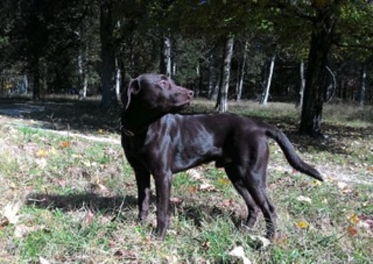 Jimmy, a Labrador Retriever and Collie mix tested with EmbarkVet.com