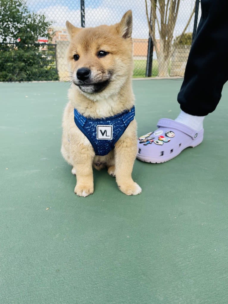 Yusuke Urameshi, a Shiba Inu tested with EmbarkVet.com