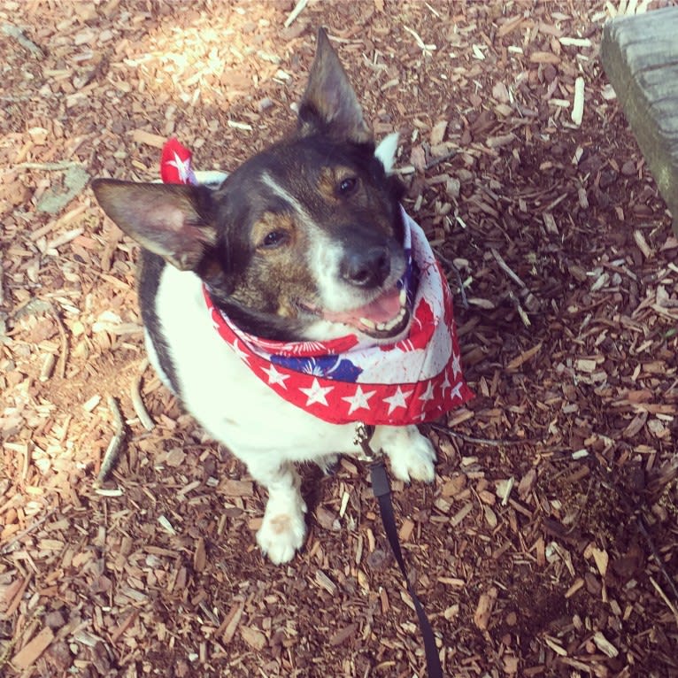 Captain, a Rat Terrier and Australian Cattle Dog mix tested with EmbarkVet.com
