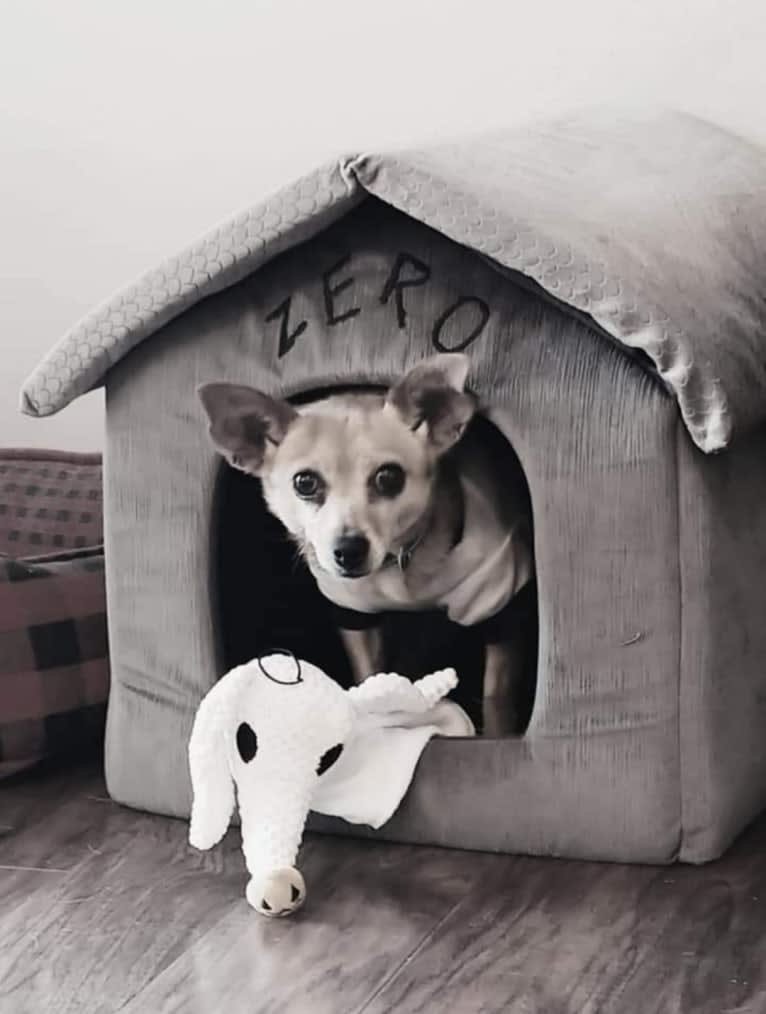 Zero, a Chihuahua and Yorkshire Terrier mix tested with EmbarkVet.com