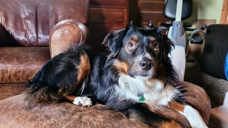 Finnley, an Australian Shepherd tested with EmbarkVet.com