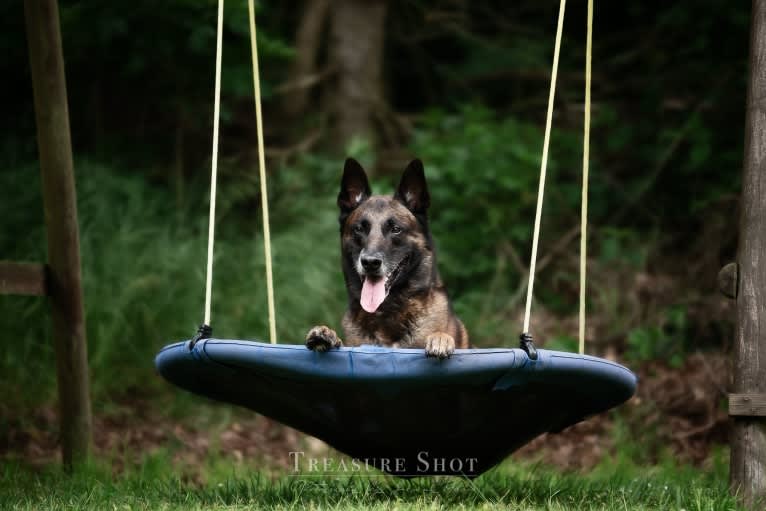 MATTES, a Belgian Shepherd tested with EmbarkVet.com