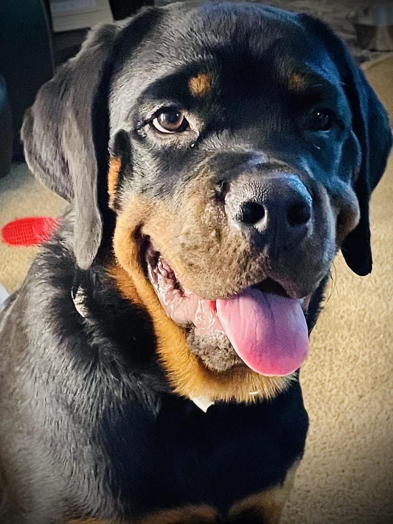 Chompy, a Rottweiler tested with EmbarkVet.com