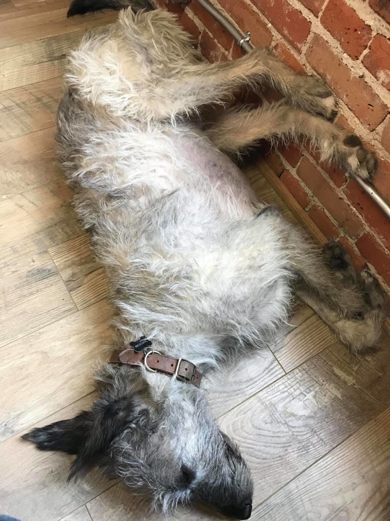 Shadow, an Irish Wolfhound tested with EmbarkVet.com