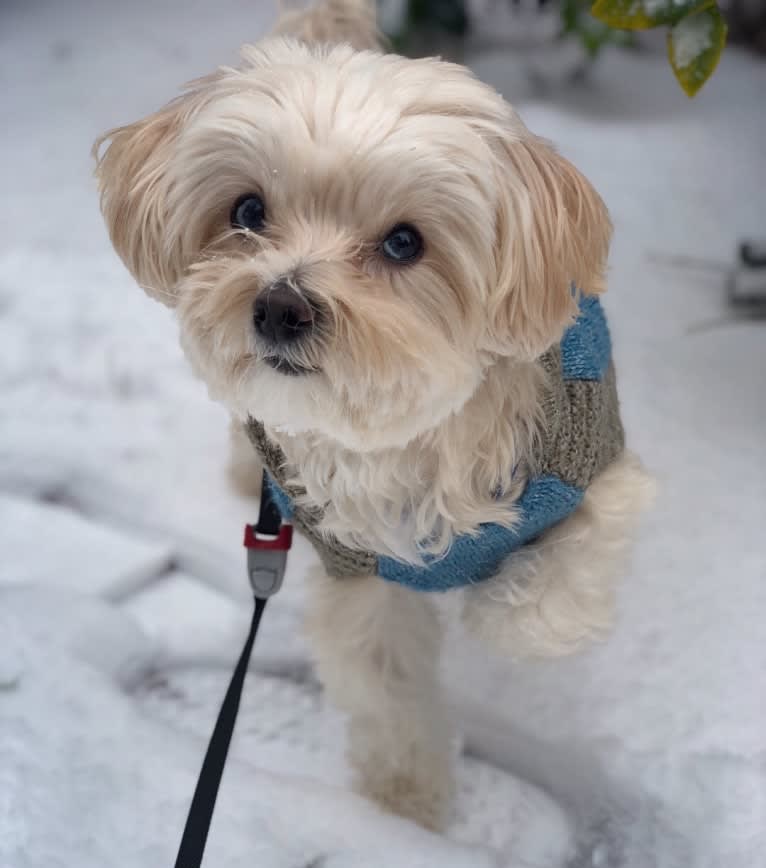 Sherman, a Maltipoo tested with EmbarkVet.com