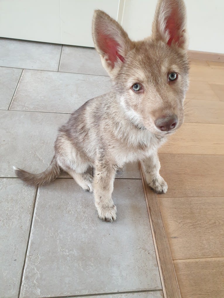 Indy (Roku), a Saarloos Wolfdog and Norwegian Elkhound mix tested with EmbarkVet.com