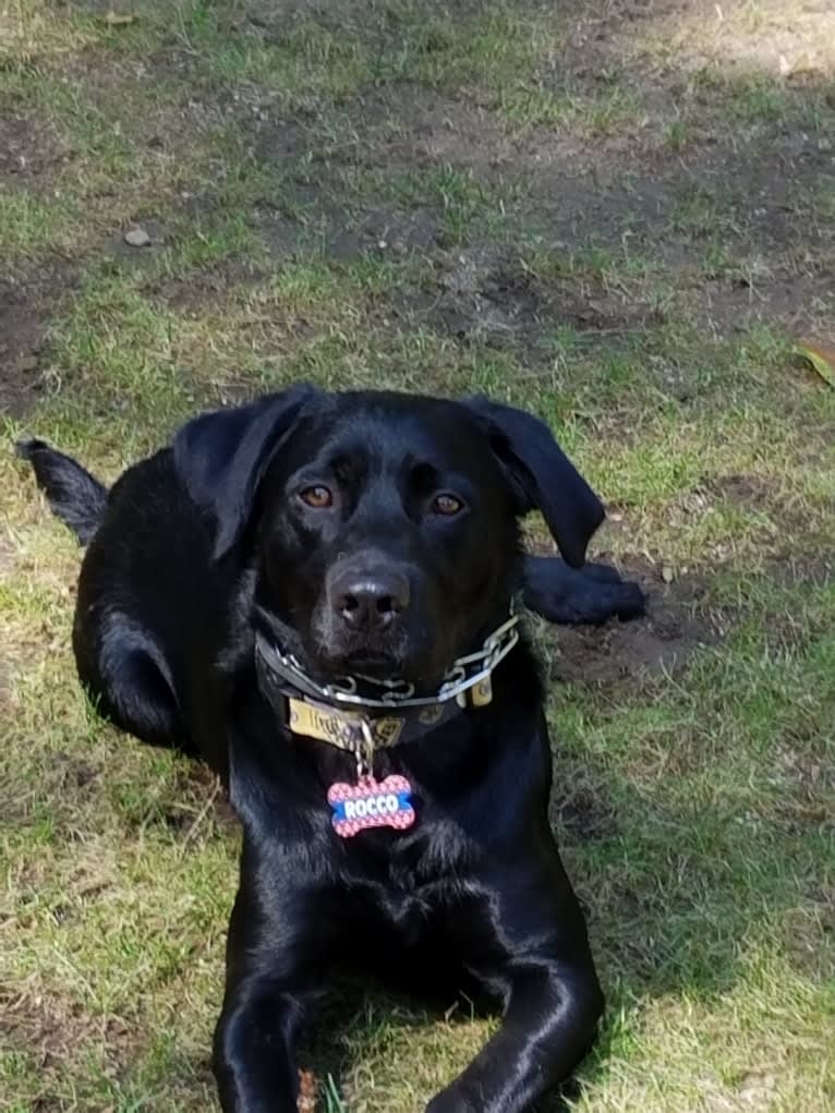 Rocco, a Labrador Retriever and Border Collie mix tested with EmbarkVet.com