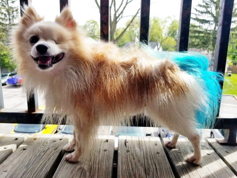 Miruko, a Pomeranian tested with EmbarkVet.com