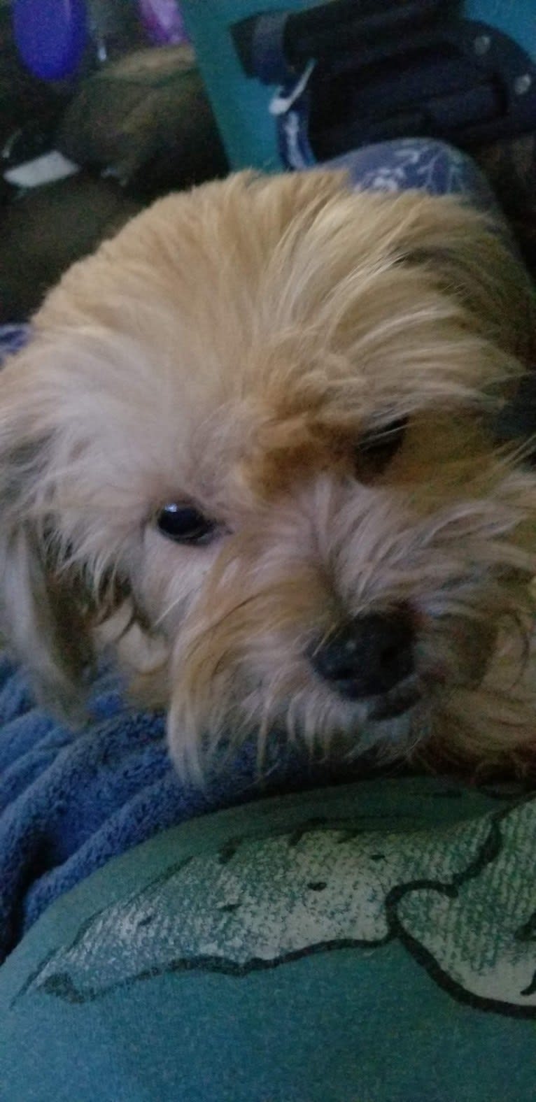 Roscoe, a Rat Terrier and Lhasa Apso mix tested with EmbarkVet.com