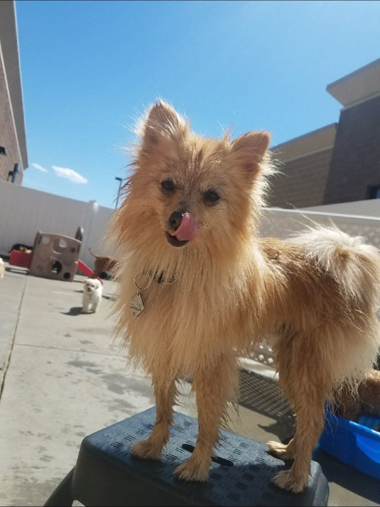 Luther, a Pomeranian tested with EmbarkVet.com