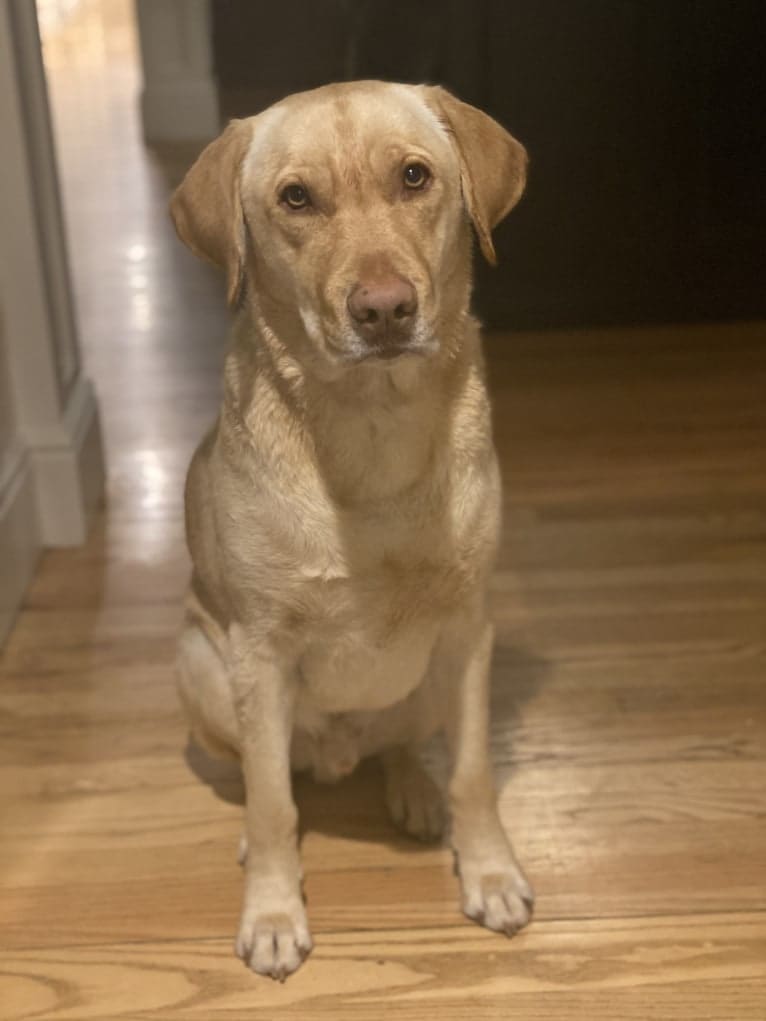 Gus, a Labrador Retriever tested with EmbarkVet.com