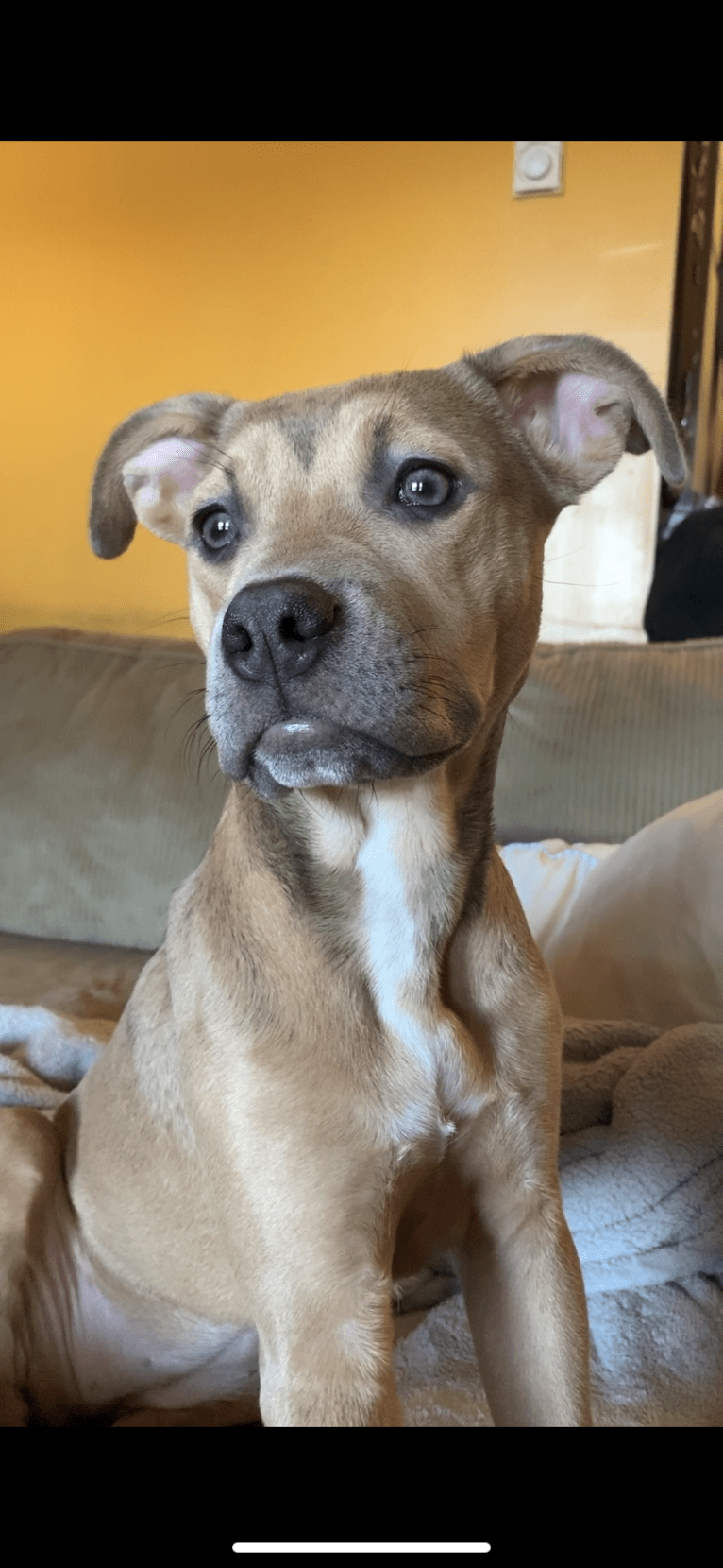 Ruca, an American Pit Bull Terrier and Boxer mix tested with EmbarkVet.com