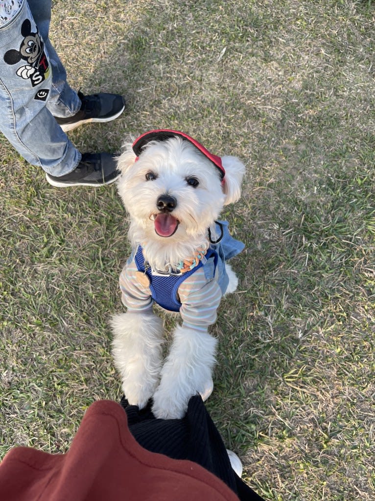 Dove, a Pekingese and Bichon Frise mix tested with EmbarkVet.com