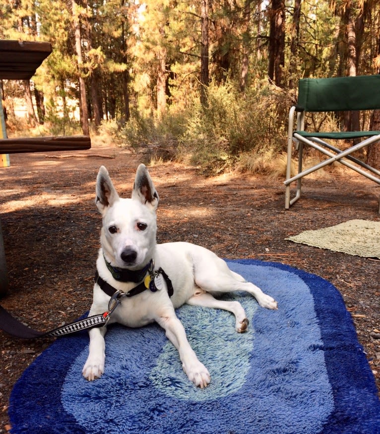 Joe, an Australian Cattle Dog and Rat Terrier mix tested with EmbarkVet.com