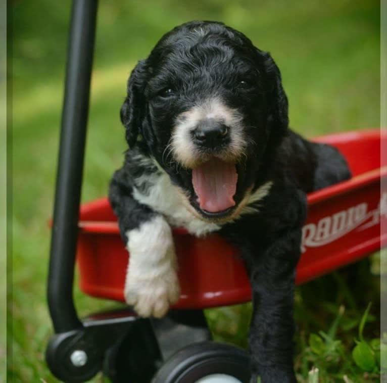 El Caniche Papi De' Doug, a Poodle (Standard) tested with EmbarkVet.com