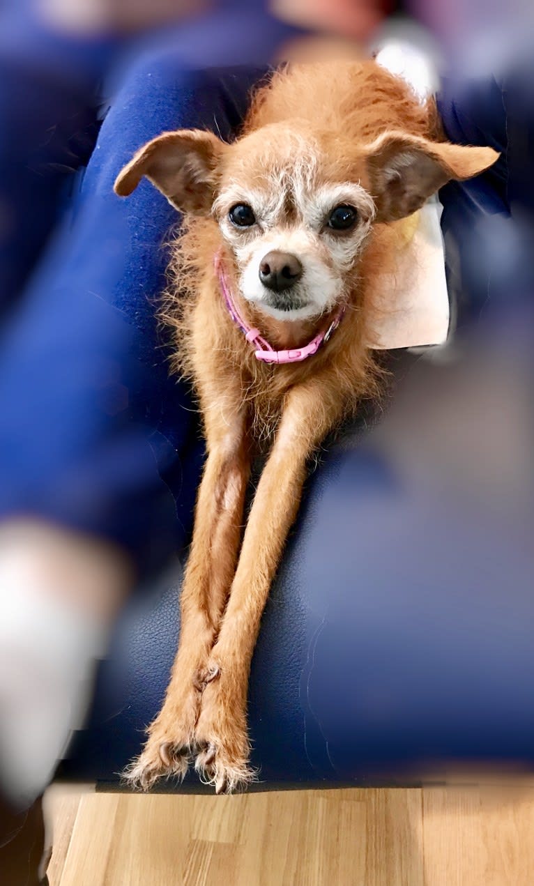 Tippy, a Chihuahua and Poodle (Small) mix tested with EmbarkVet.com