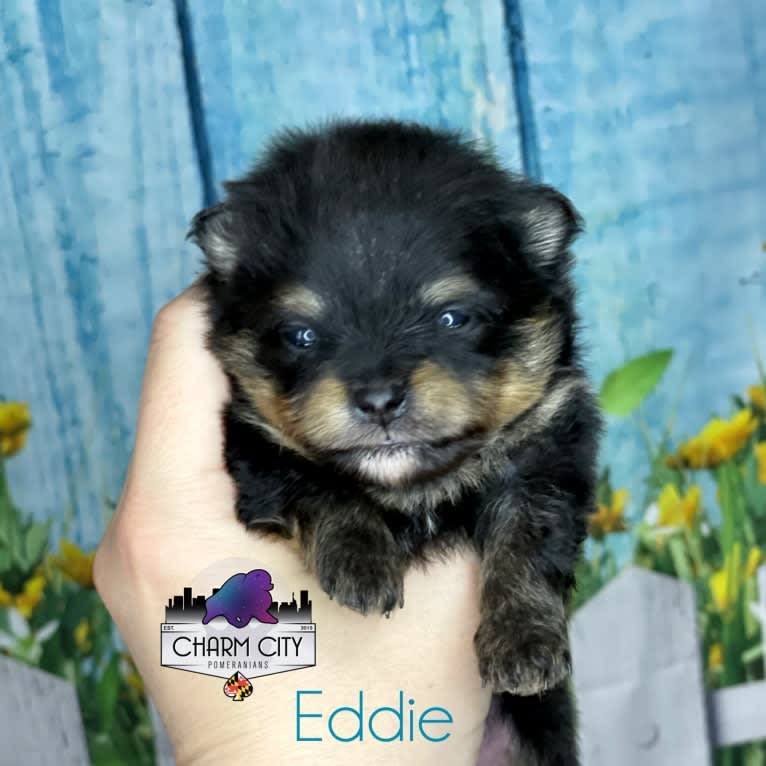 Eddie, a Pomeranian tested with EmbarkVet.com