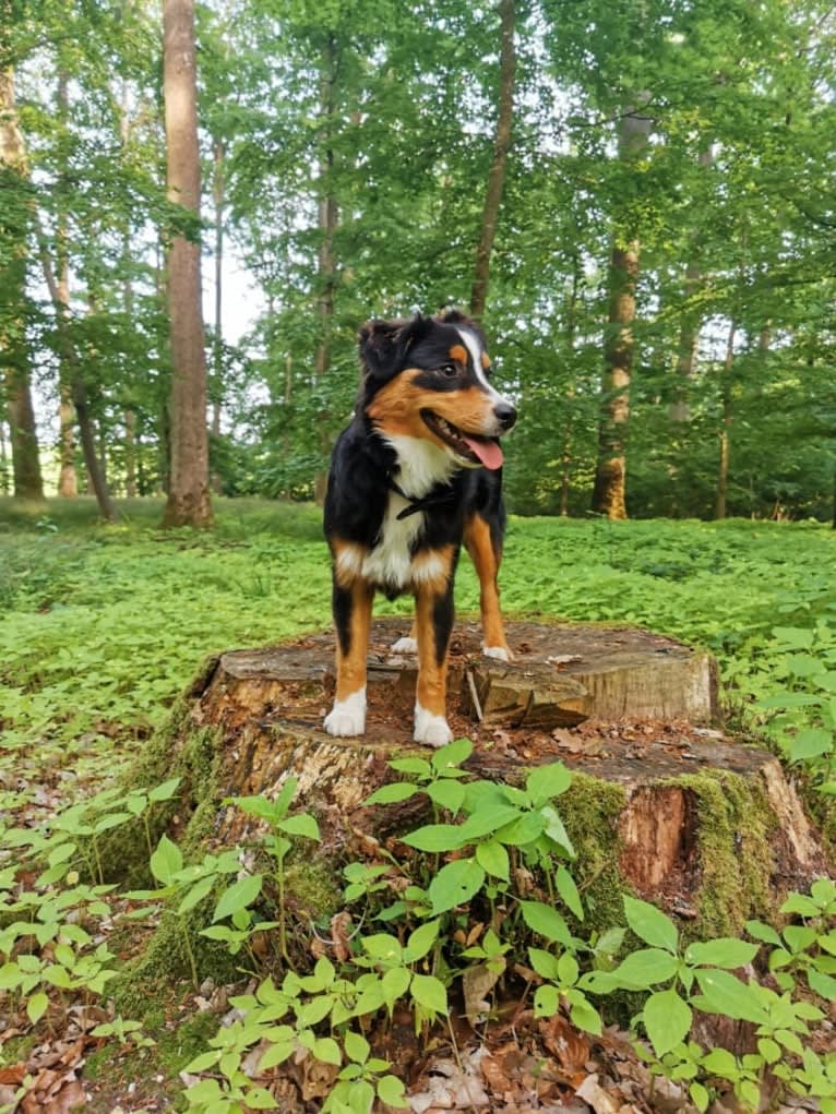 Nuka, an Australian Shepherd tested with EmbarkVet.com