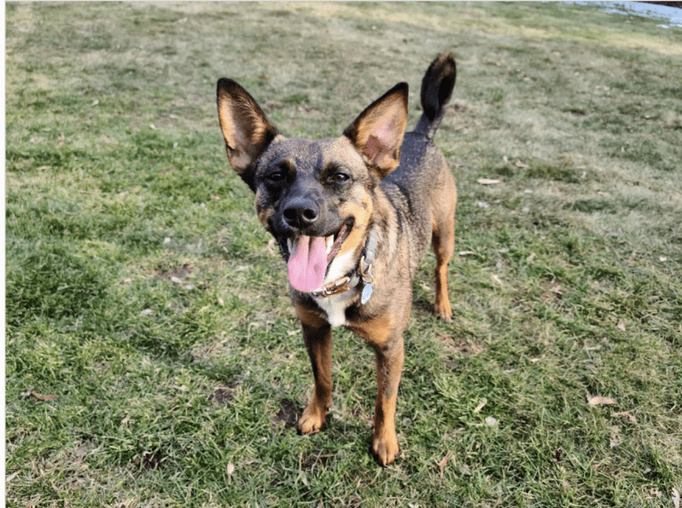 Afton, an Australian Cattle Dog and Chihuahua mix tested with EmbarkVet.com