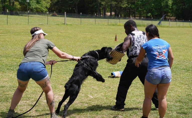 Vaatu, a Black Russian Terrier and Belgian Malinois mix tested with EmbarkVet.com