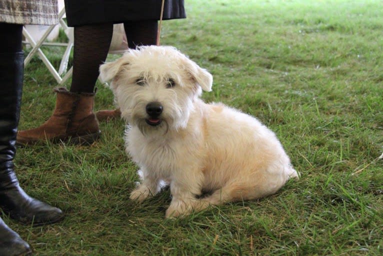 Grady, a Glen of Imaal Terrier tested with EmbarkVet.com